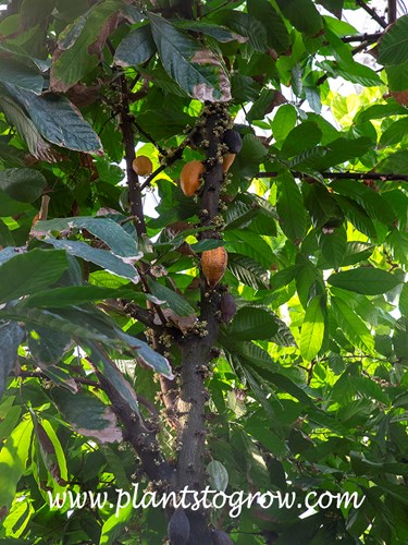 Cocoa Tree (Theobroma cacao)